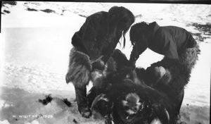 Image of [two men lashing musk-ox to sledge]