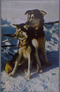 Image: Husky Sled Dogs
