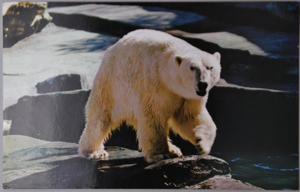 Image: Polar Bear