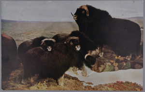 Image of Chicago Natural History Museum exhibit, Musk-ox (with message)