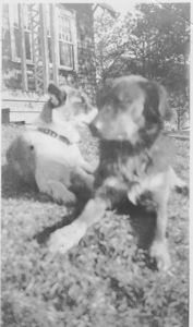 Image of Two dogs at the Wood cottage