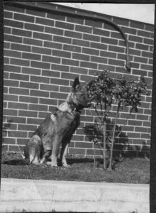 Image of Police dog, "Where's the little pup? Isn't he cute."
