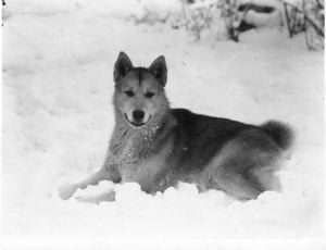 Image of Kahda in snow. "Male dog which your mother and father gave us"