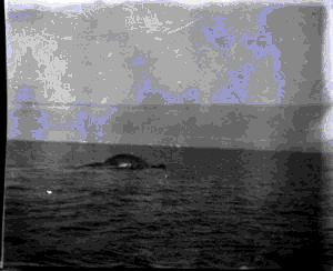 Image: Whale