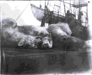Image of 3 polar bears on deck