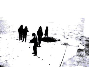 Image of 6 men on ice pan with dead walrus; one using camera