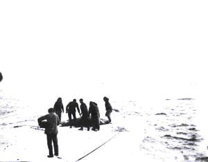 Image of 7 men on ice pan with dead walrus; one using camera