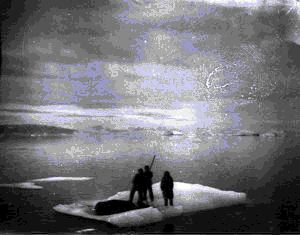 Image of 3 men with dead walrus on ice pan