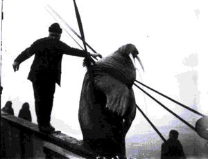 Image of Man with dead walrus being hoisted aboard