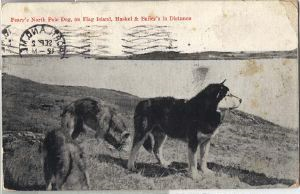 Image of Postcard: Peary's North Pole Dog, on Flag Island, Haskel & Bailey's in Distance
