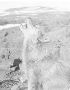 Image: Eskimo dog, howling