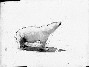 Image: Polar Bear, Cropped and Masked