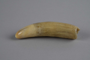 Image: sperm whale tooth, polished