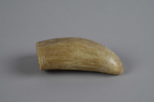 Image: sperm whale tooth, rough