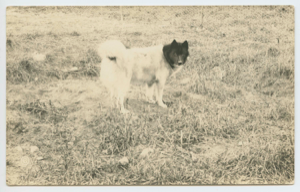 Image of White dog with black head
