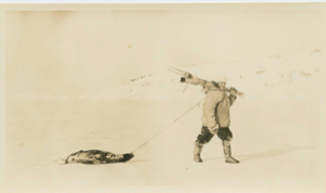 Image of ? dragging a seal