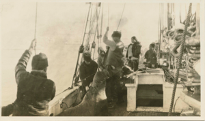 Image of Hoisting a walrus aboard