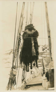 Image of Musk oxen hanging from rigging