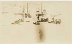 Image: Dogs, sledge and men by the Bowdoin