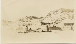 Image of Dogs, sledges and men by the Bowdoin