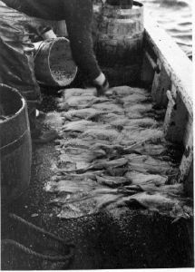 Image: Salting cod on deck