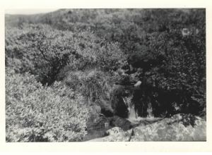 Image of Plants and waterfall