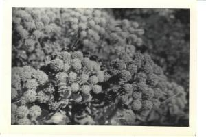 Image of Wildflowers [angelica?]