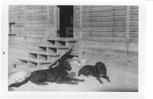 Image: Two dogs outside barracks