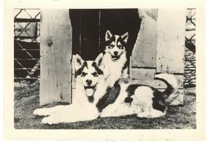 Image: Two dogs