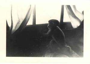 Image of Cheek, the Java monkey from bomber going to USA from Asia, looking out window