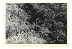 Image of Dense vegetation