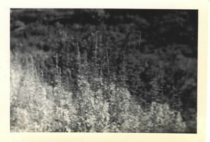 Image of Dense vegetation with old flower stalks