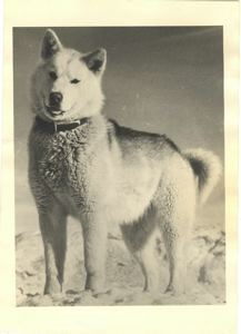 Image: Portrait, Eskimo [Inuit] dog standing