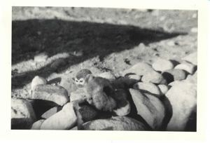 Image of Cheek among rocks