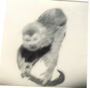 Image of Cheek playing with his tail