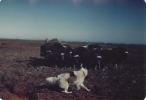 Image: Dog and musk oxen