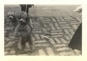 Image of Pair of poodles on leashes, Central Park