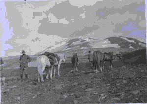 Image of Icelandic horses ready for trekking