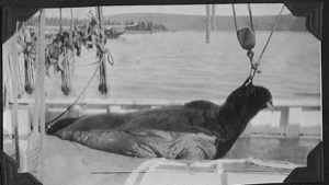 Image: Walrus aboard. Eider (?) ducks hang in rigging