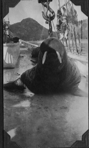 Image of Walrus aboard