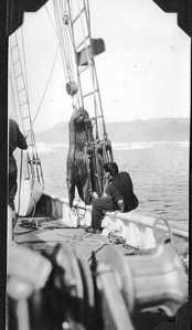 Image of Hauling walrus aboard