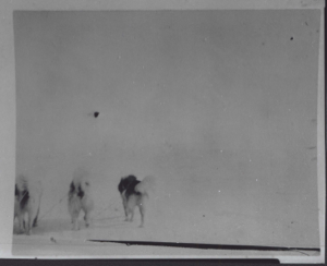 Image of Dogs pulling away. Harpoon on snow  