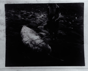 Image of Josephine Peary looking at beached narwhal  