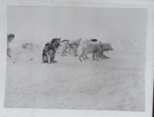 Image: Dogs in harness, at rest  