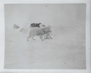 Image of Dogs in harness, at rest  