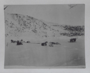 Image of Dogs at rest by snowy hill. Sledge near  