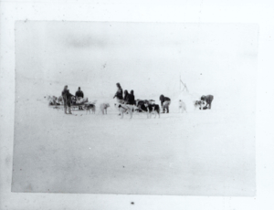 Image of Two teams, several Inuit, man on skis, igloo [iglu]  