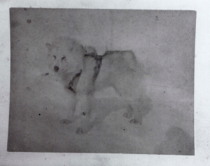 Image of Dog, in harness  