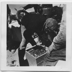 Image: Dick Backus sorting a trawl