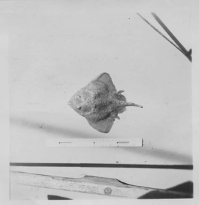 Image of Skate, "raja radiatu"; first one brought back from Labrador